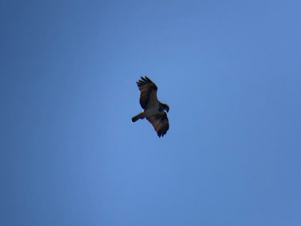 ミサゴ 高松市牟礼町 八栗河口