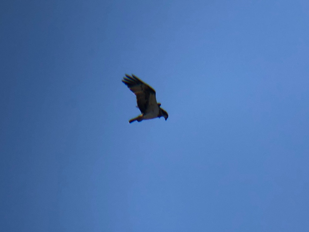ミサゴ 高松市牟礼町 八栗河口