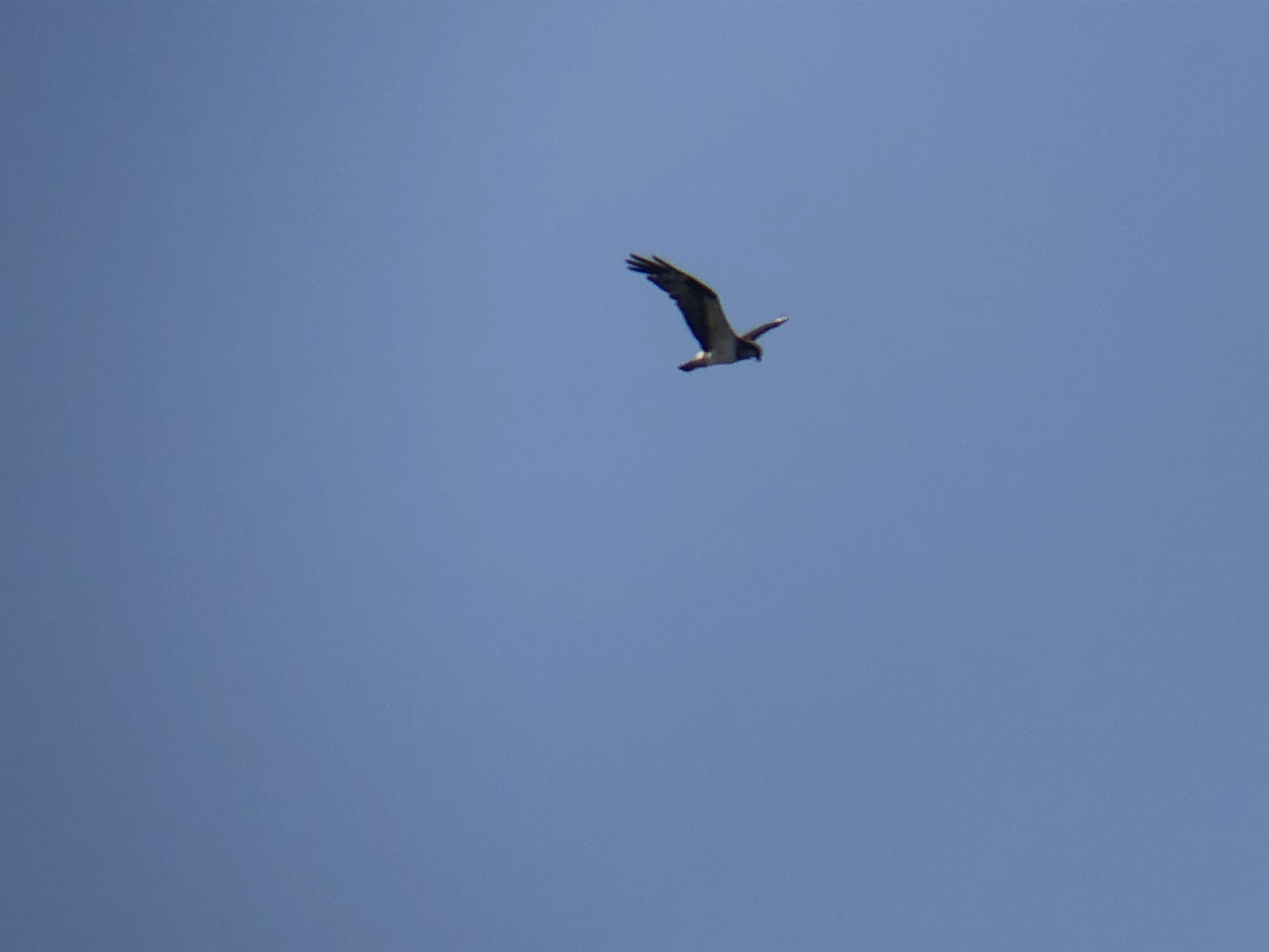 ミサゴ 高松市牟礼町 八栗河口 11月撮影