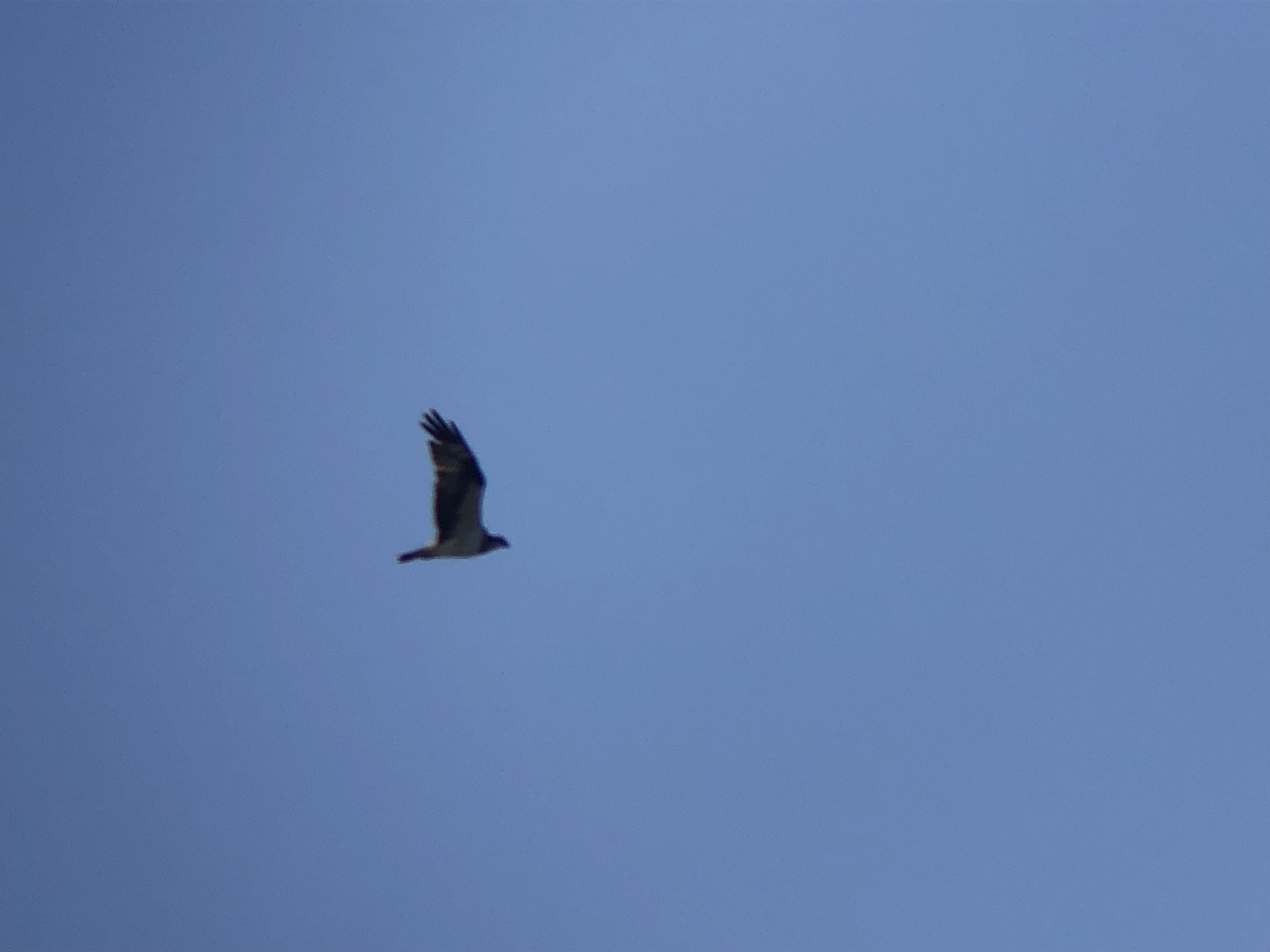 ミサゴ 高松市牟礼町 八栗河口 11月撮影