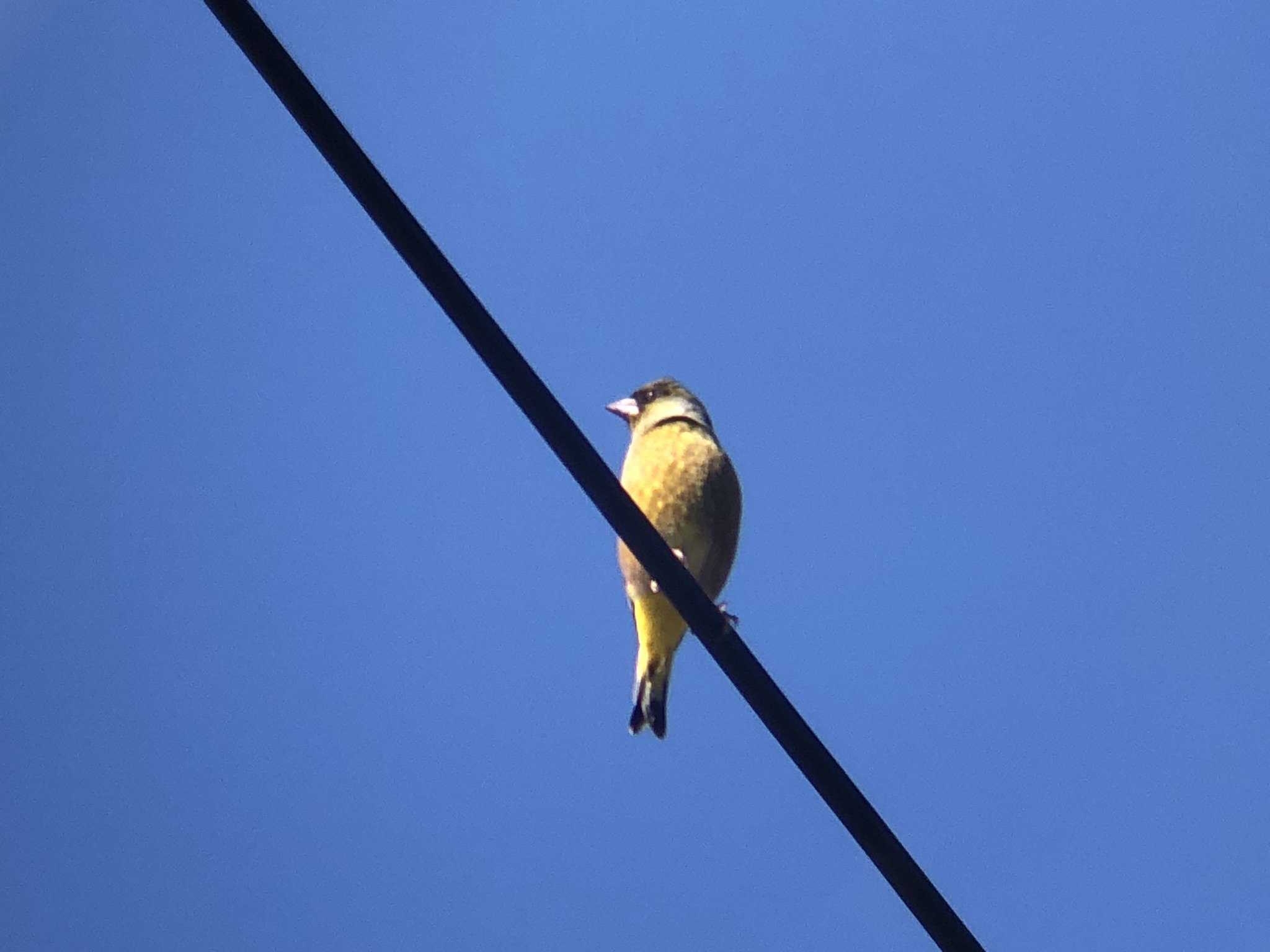 カワラヒワ 高松市牟礼町 12月撮影