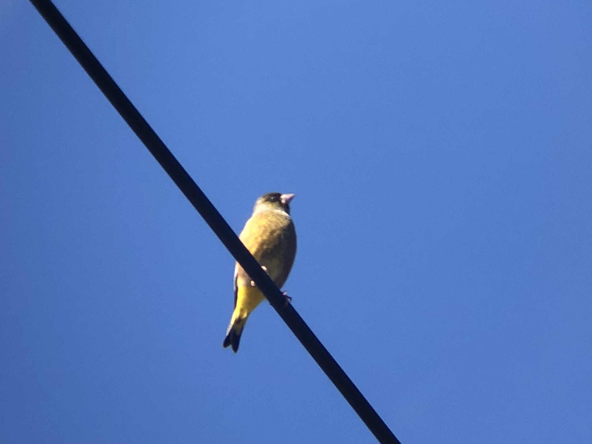 カワラヒワ 高松市牟礼町 12月撮影