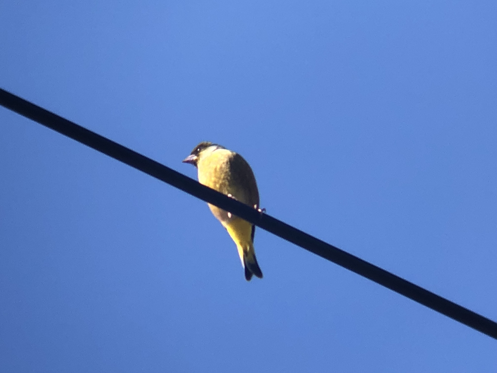 カワラヒワ 高松市牟礼町 12月撮影