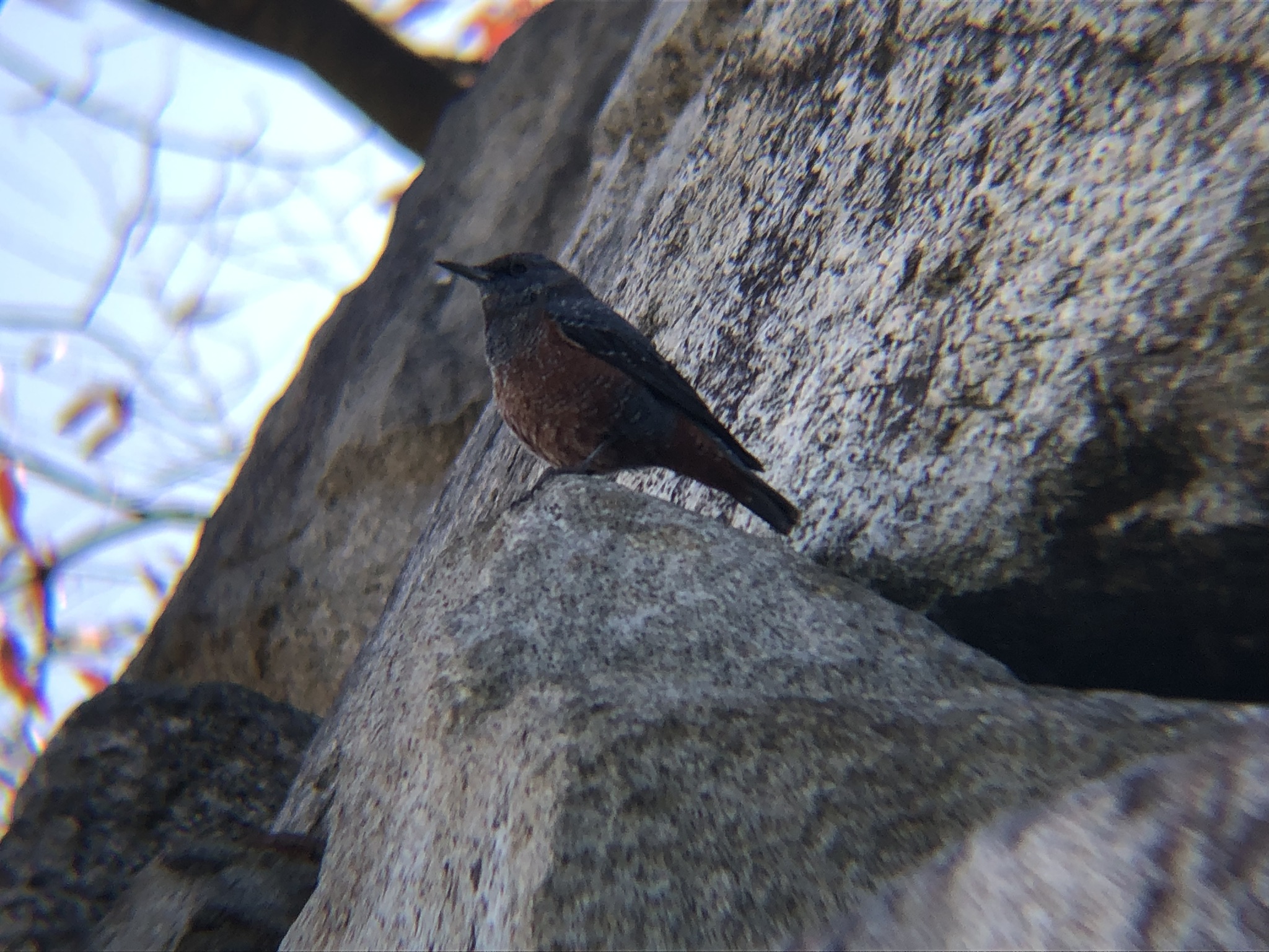 イソヒヨドリ 高松市牟礼町