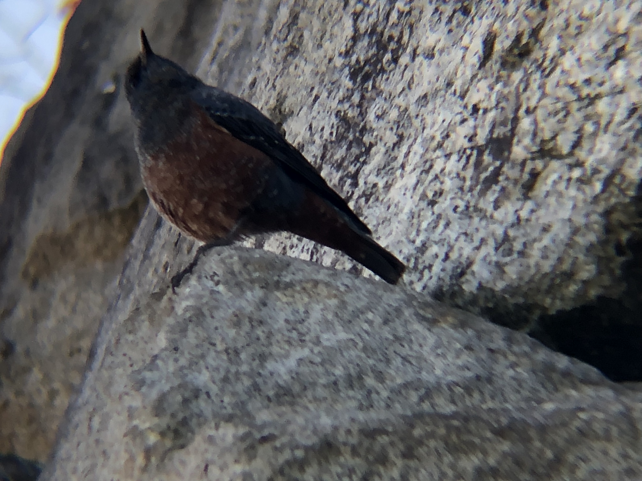イソヒヨドリ 高松市牟礼町