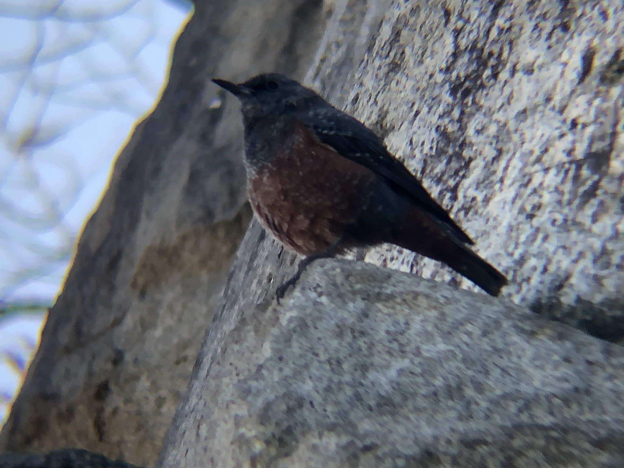 イソヒヨドリ オス高松市牟礼町