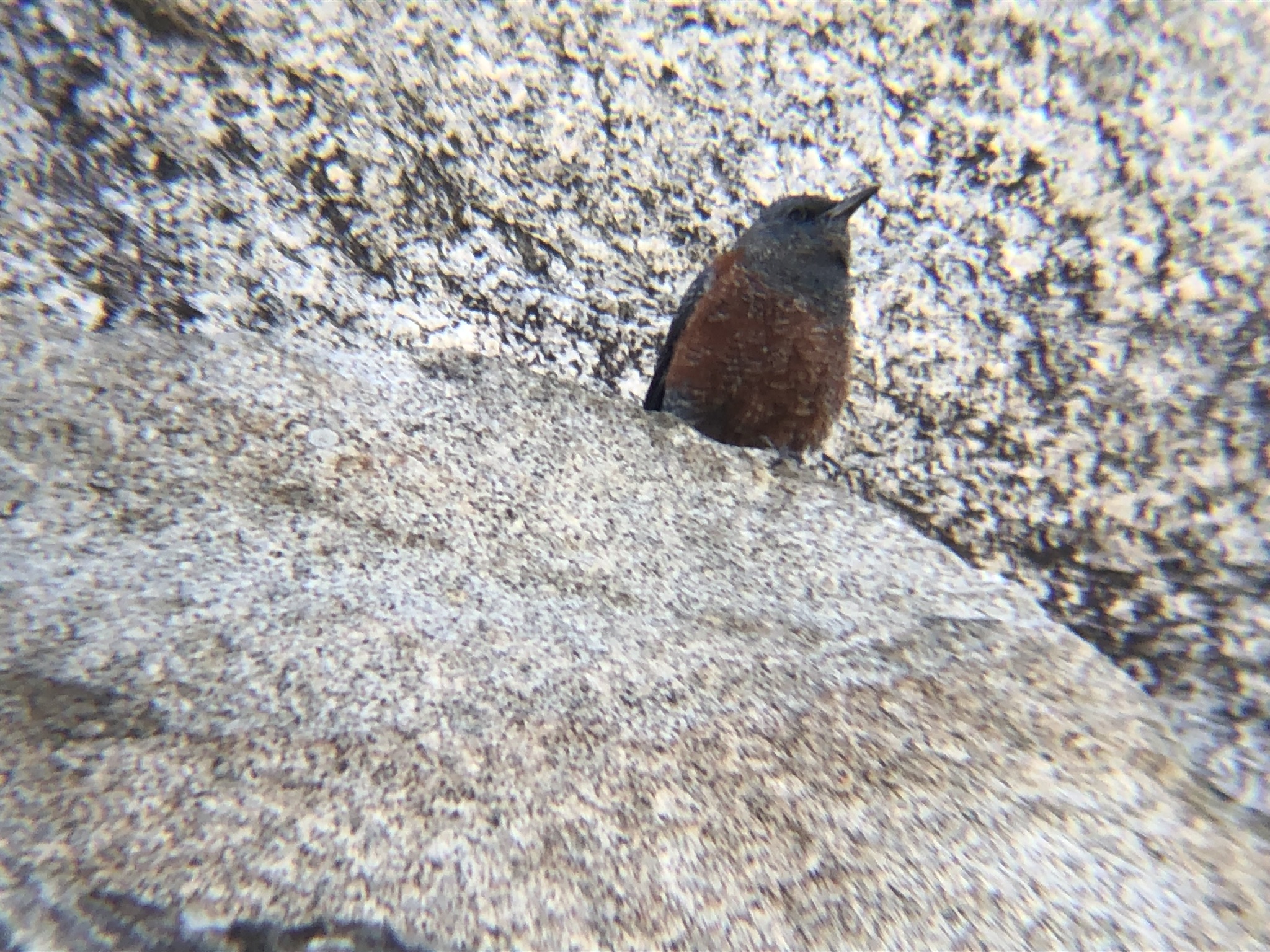 イソヒヨドリ オス高松市牟礼町