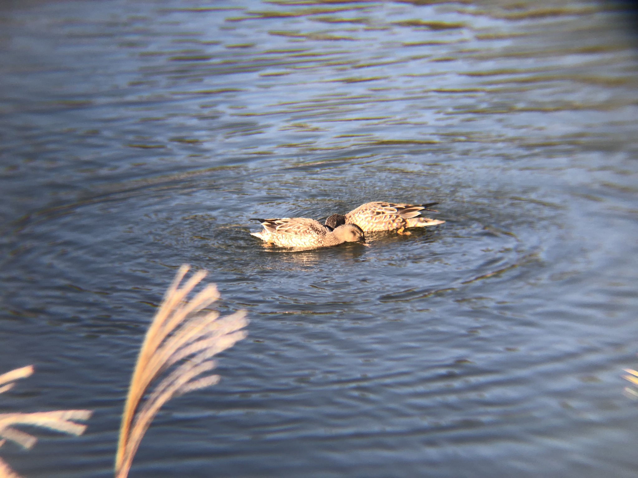 ハシビロガモ 高松市牟礼町 ため池 １２月撮影