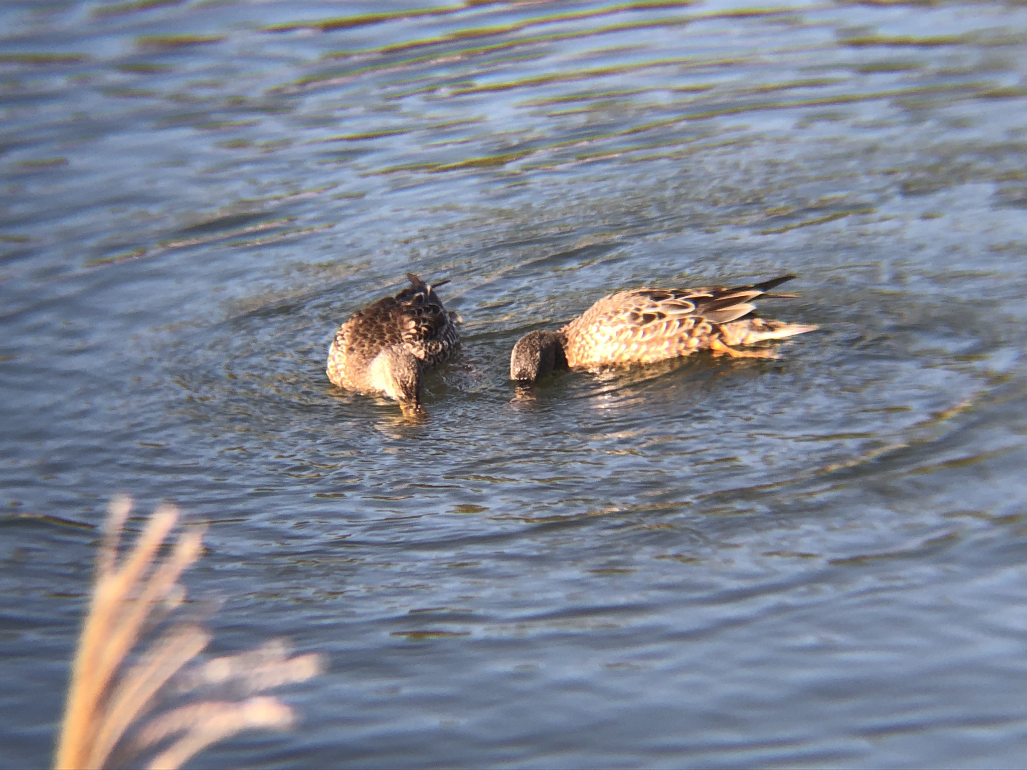 ハシビロガモ 高松市牟礼町 ため池 １２月撮影