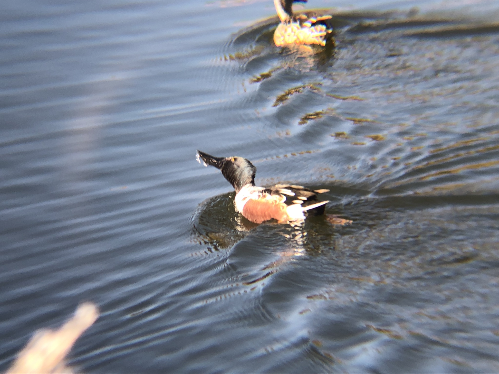 ハシビロガモ 高松市牟礼町 ため池 １２月撮影