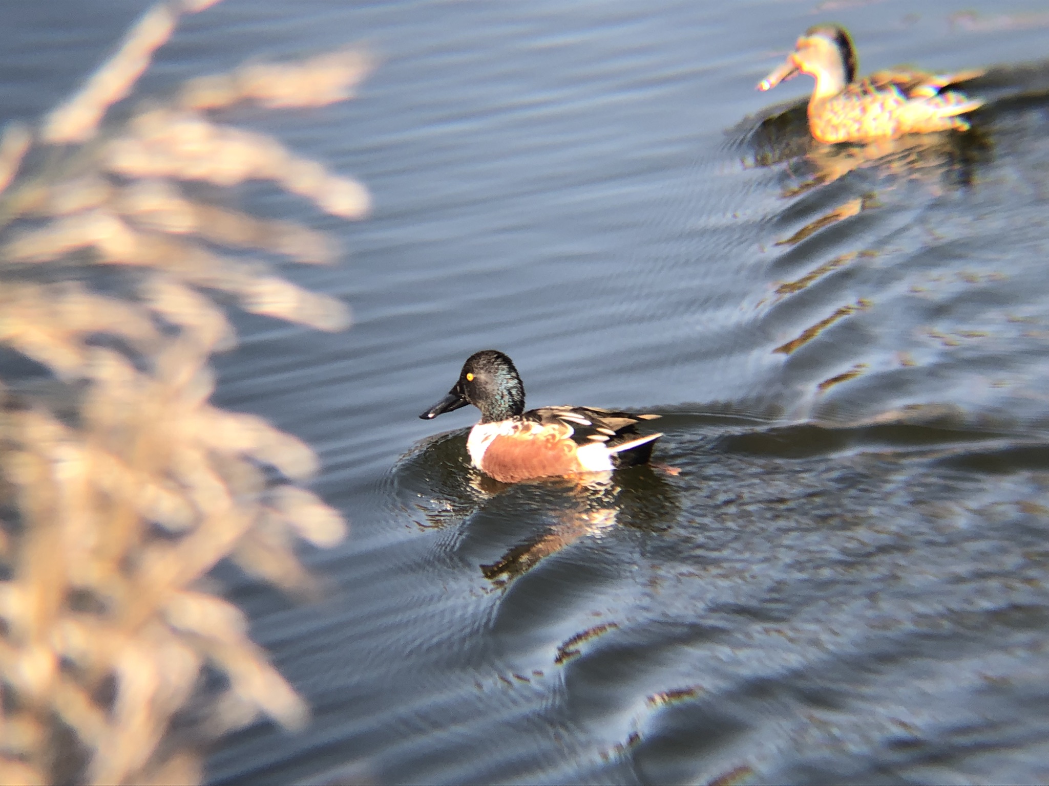 ハシビロガモ オス高松市牟礼町 ため池 １２月撮影