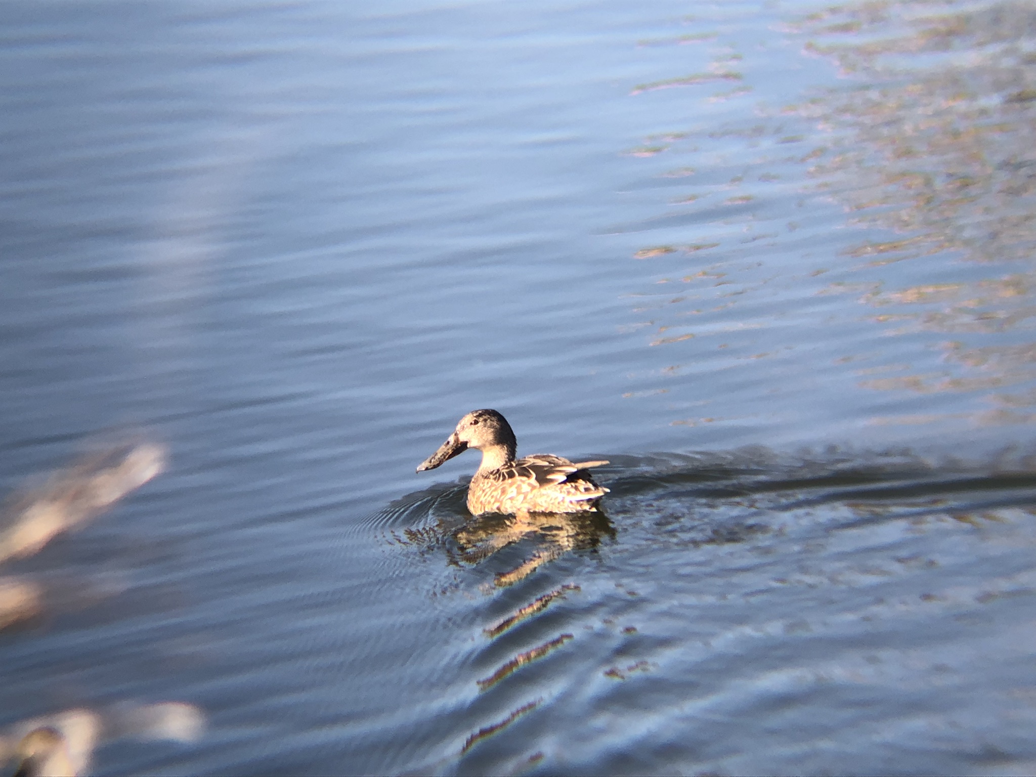 ハシビロガモ 高松市牟礼町 ため池 １２月撮影