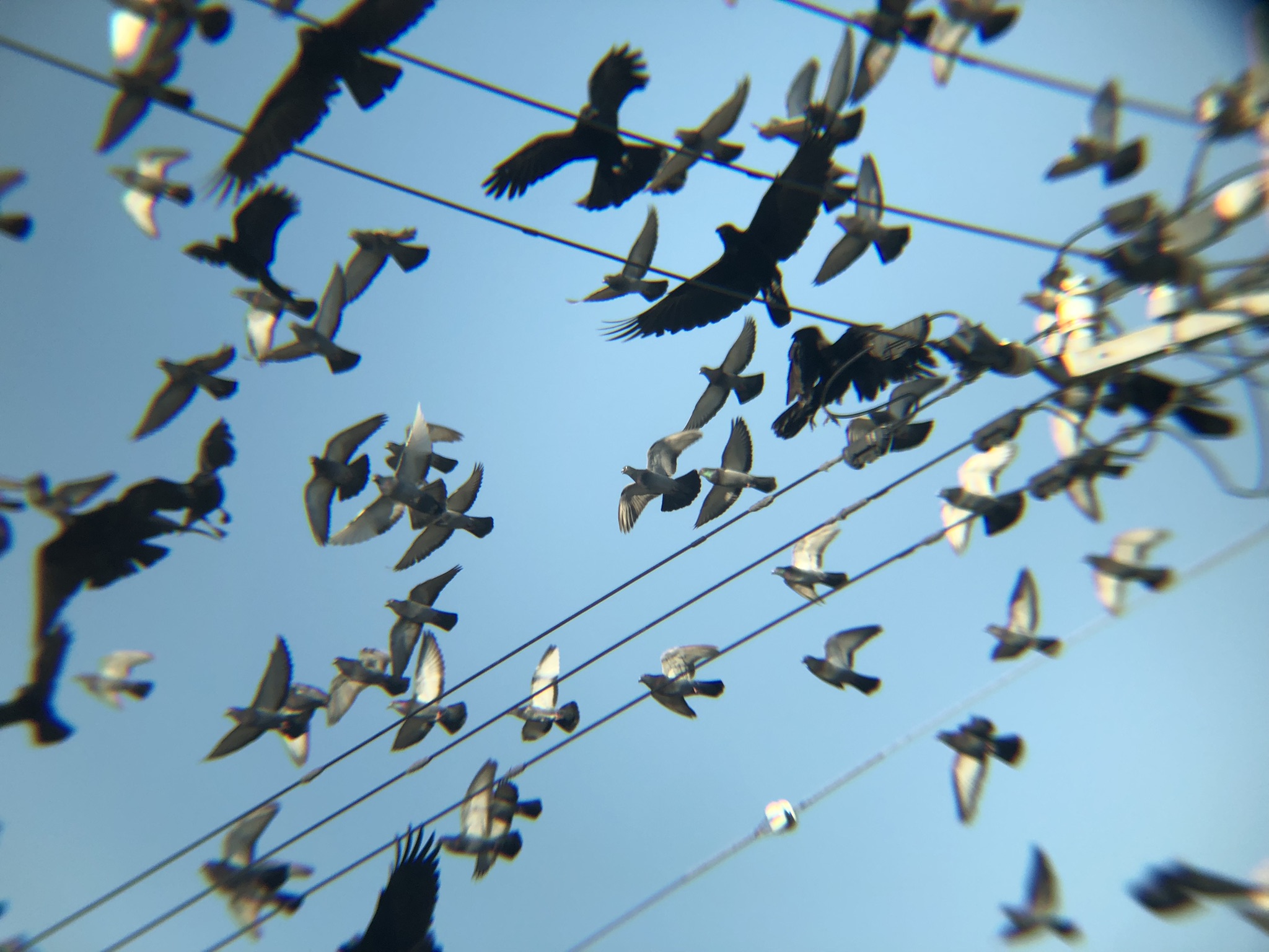 カラスとハトの混群 牟礼町１２月