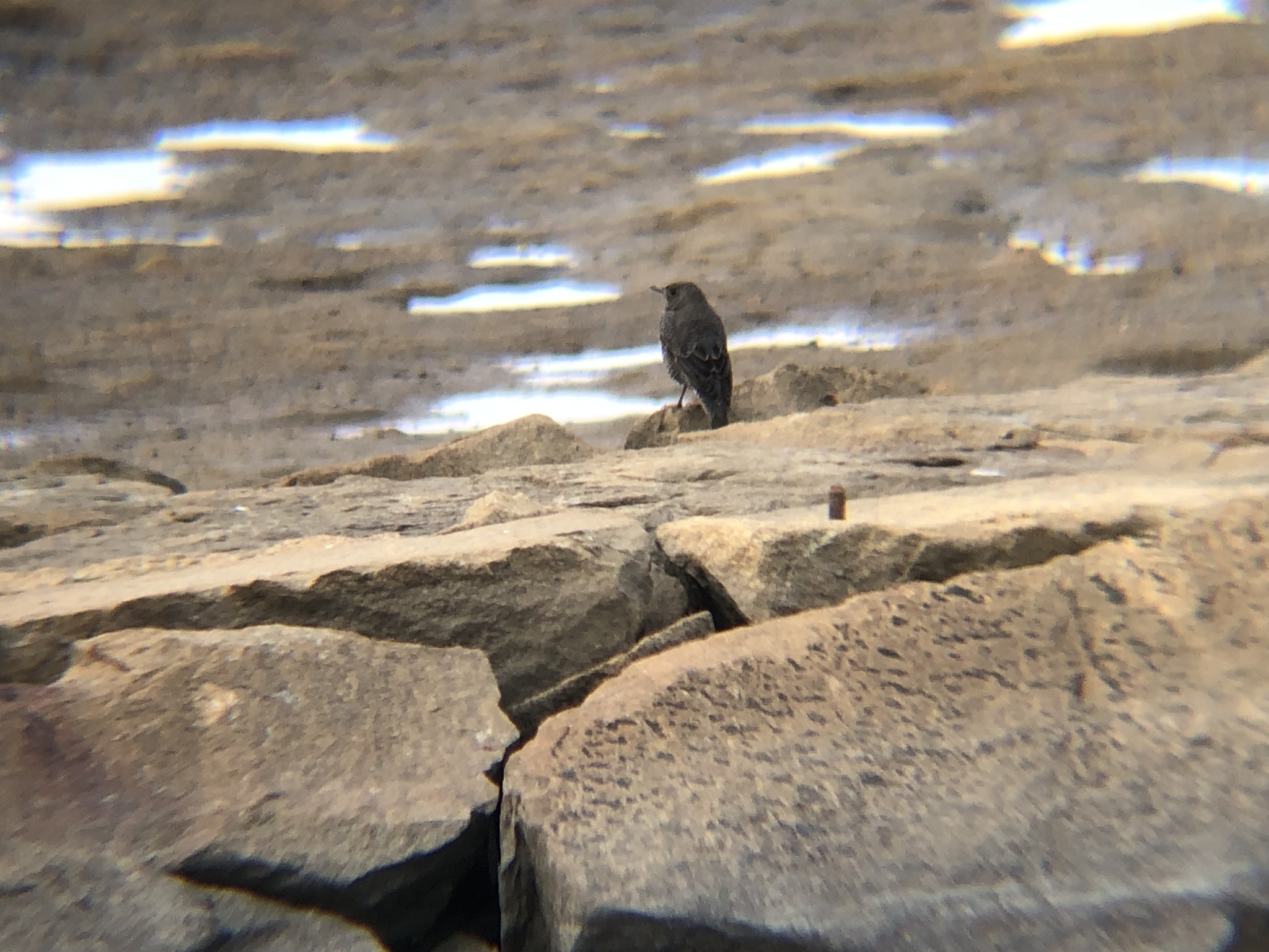 イソヒヨドリ メス 屋島 12月撮影