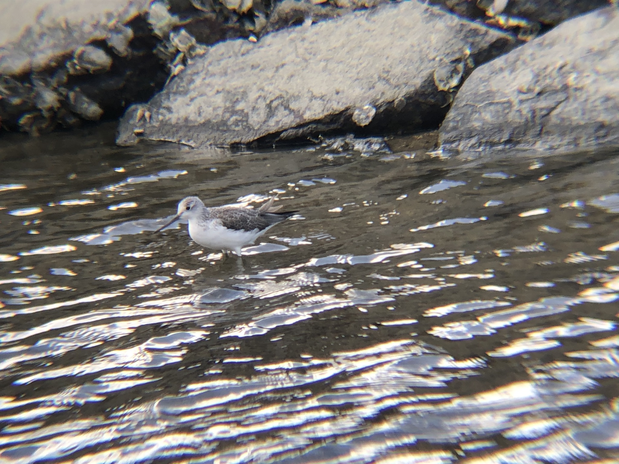 アオアシシギ（青足鷸）