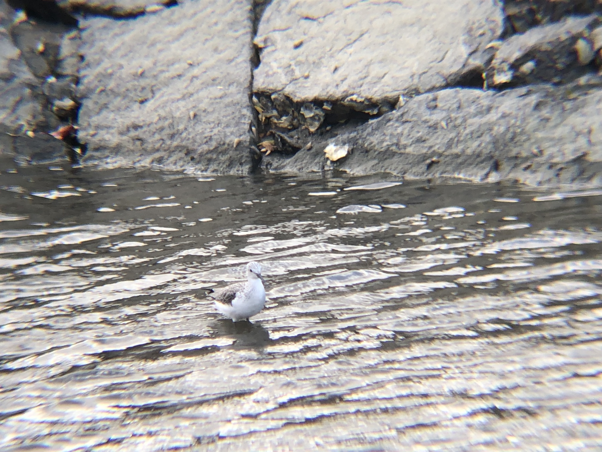 アオアシシギ（青足鷸）