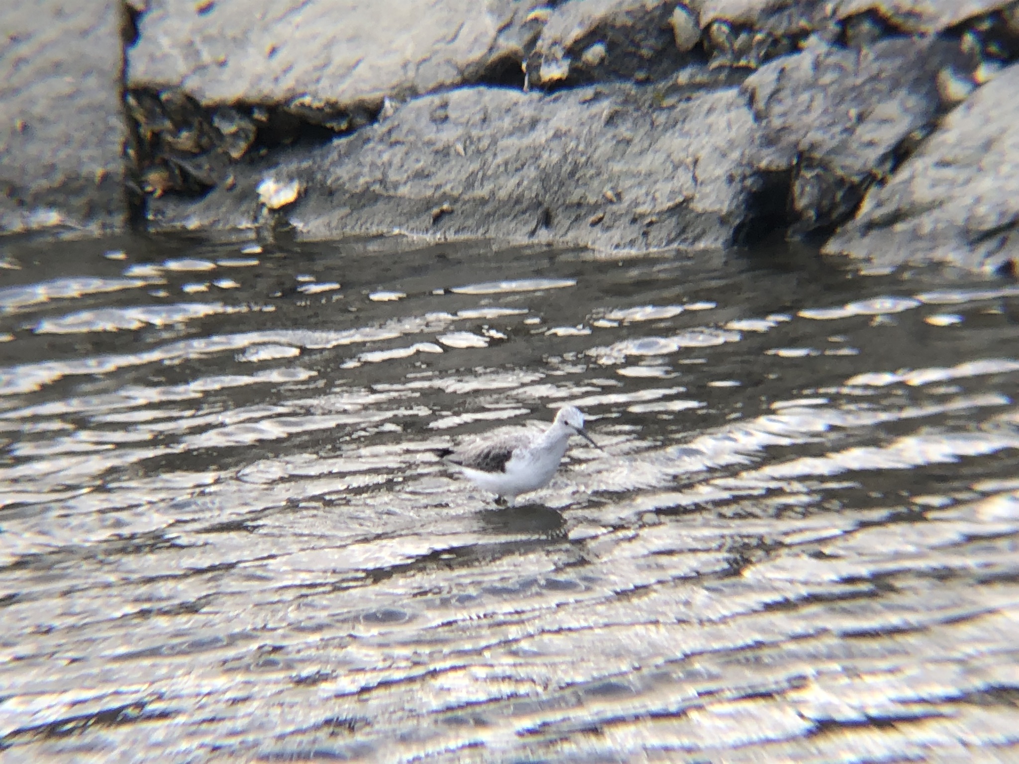 アオアシシギ（青足鷸）