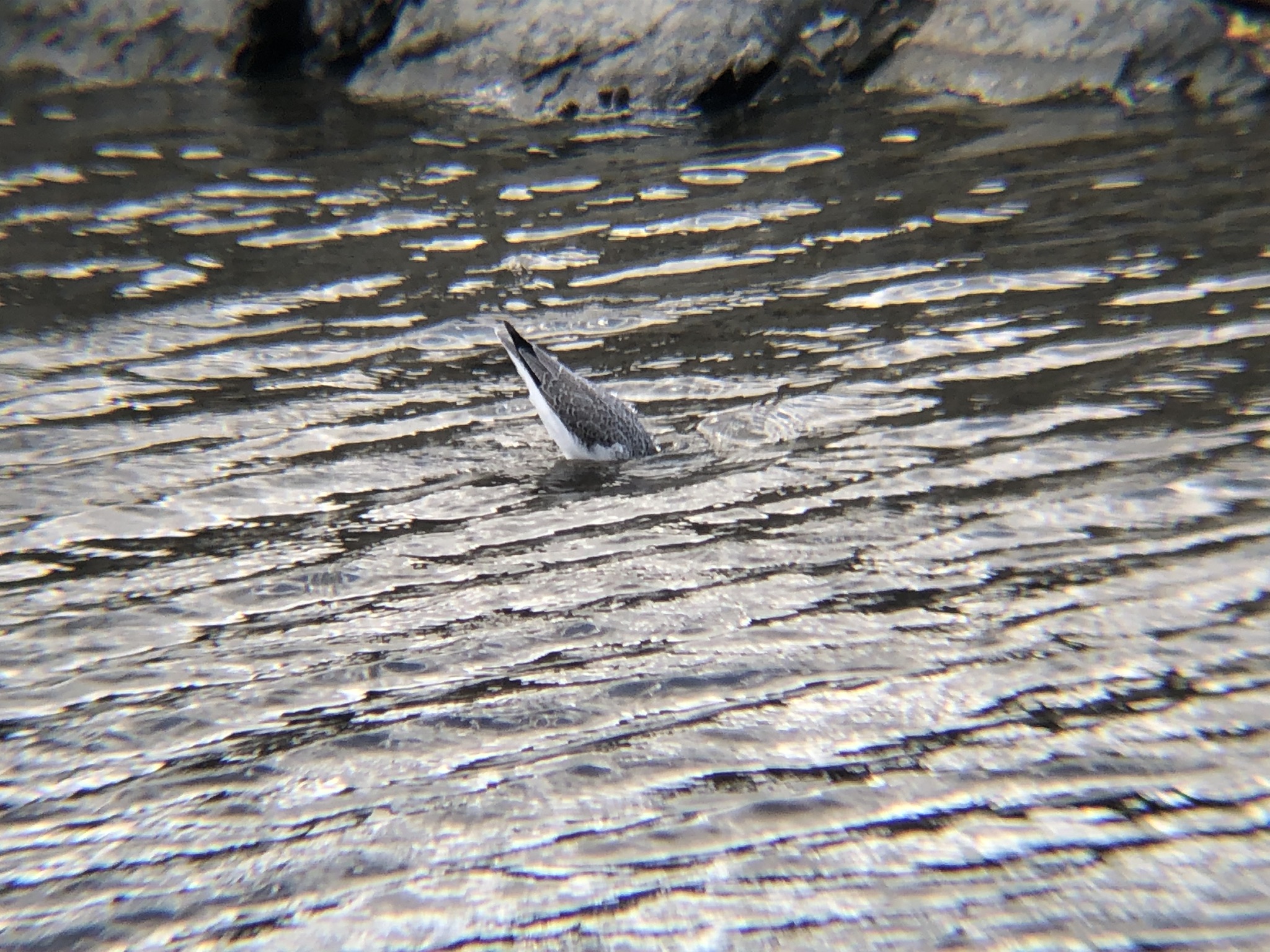 アオアシシギ（青足鷸）