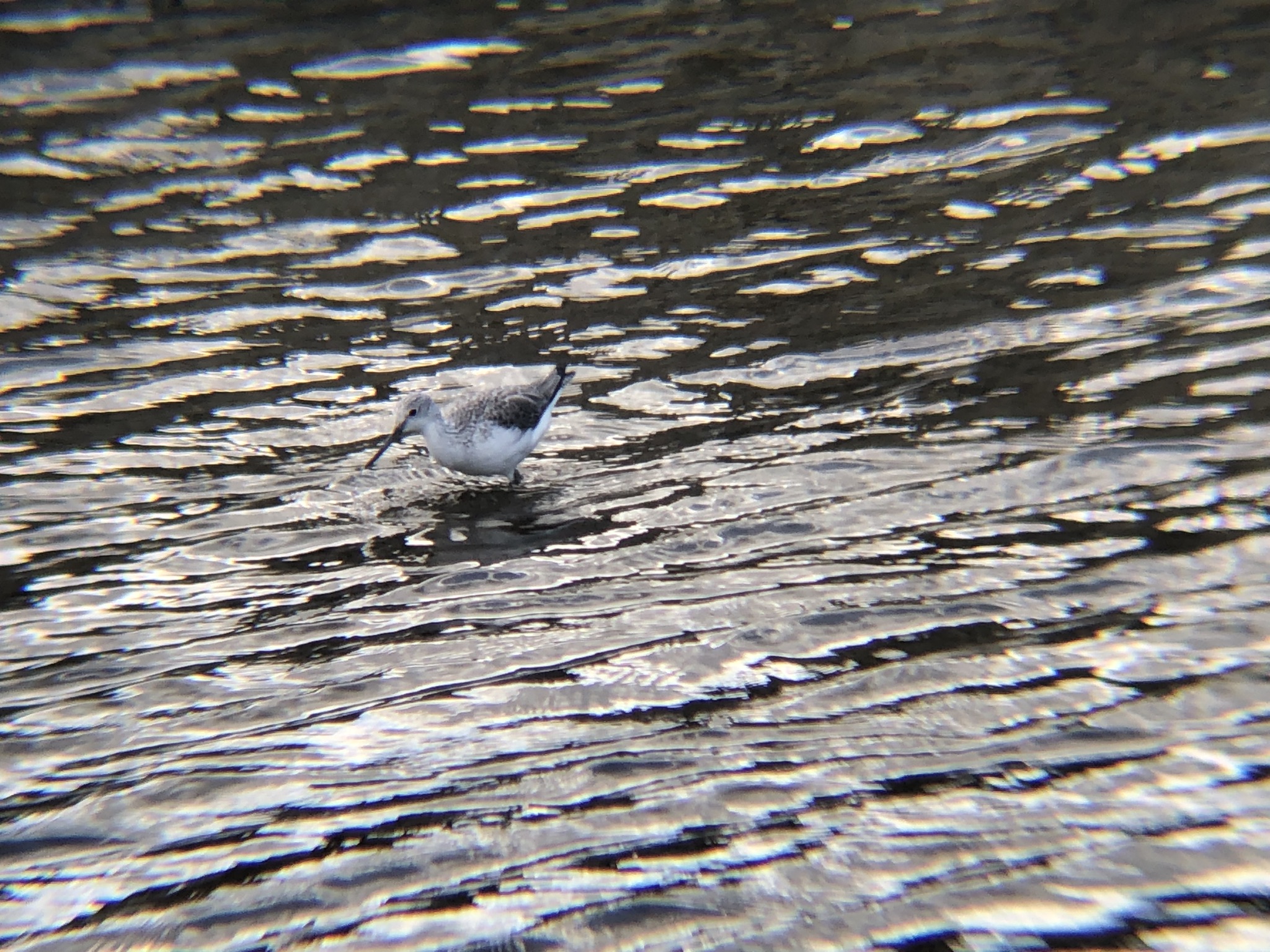 アオアシシギ（青足鷸）