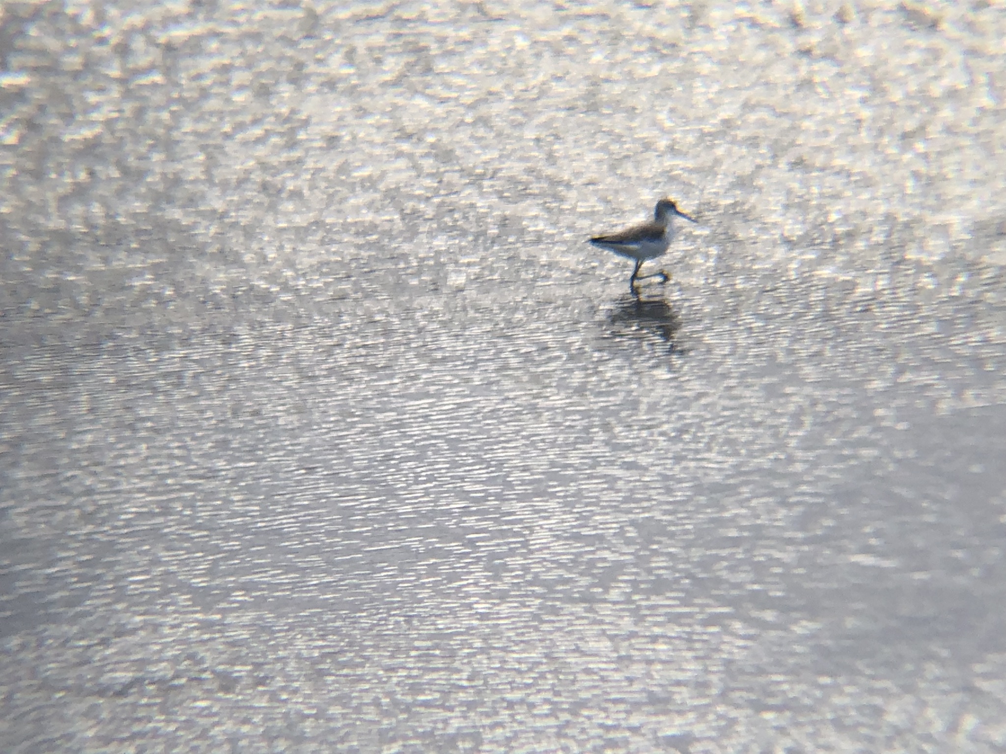 イソシギ 高松市 屋島相引川河口 12月