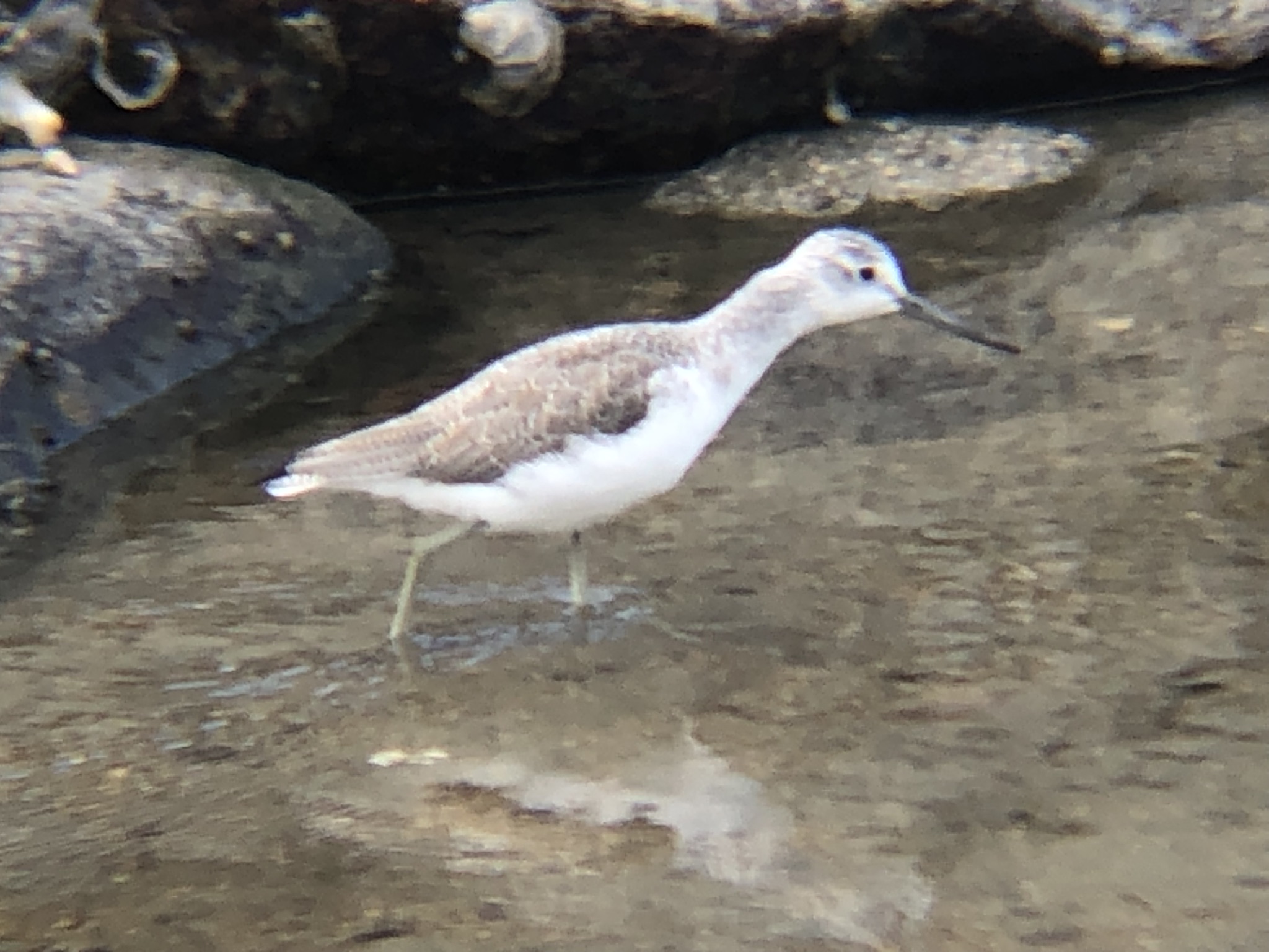 アオアシシギ（青足鷸）