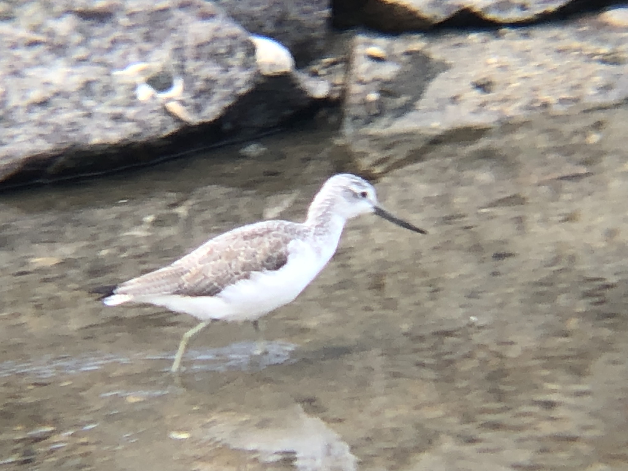 アオアシシギ（青足鷸）