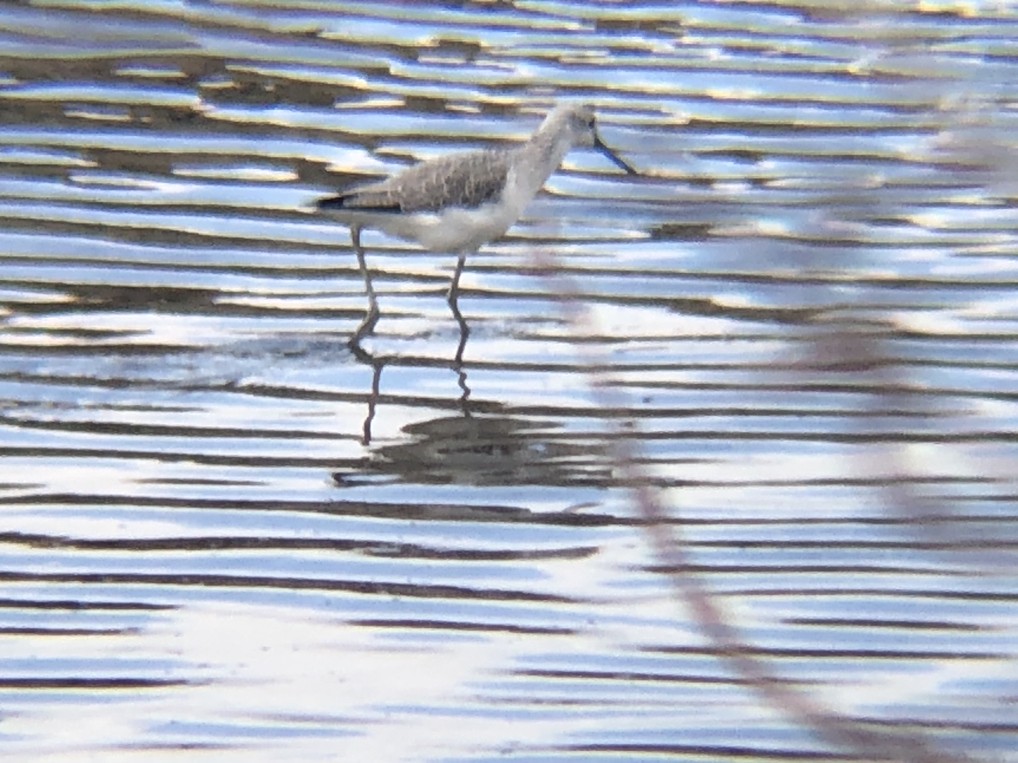 アオアシシギ（青足鷸）
