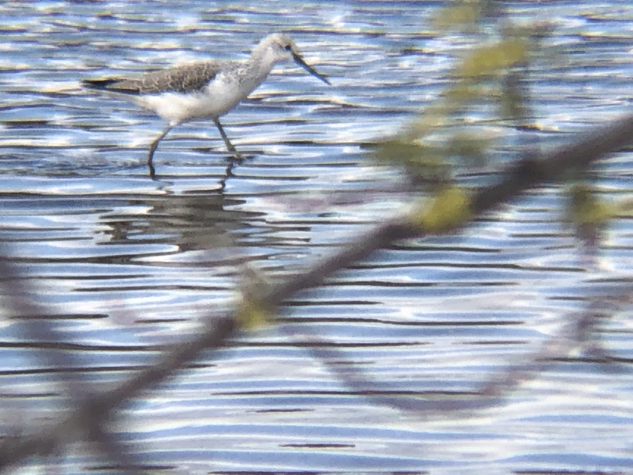 アオアシシギ（青足鷸）