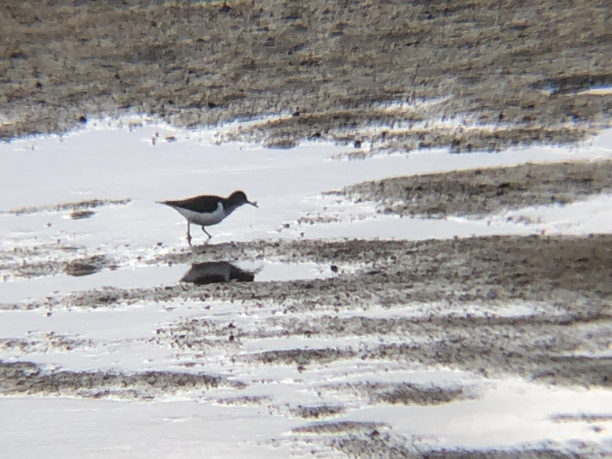 イソシギ 高松市 屋島相引川河口 12月