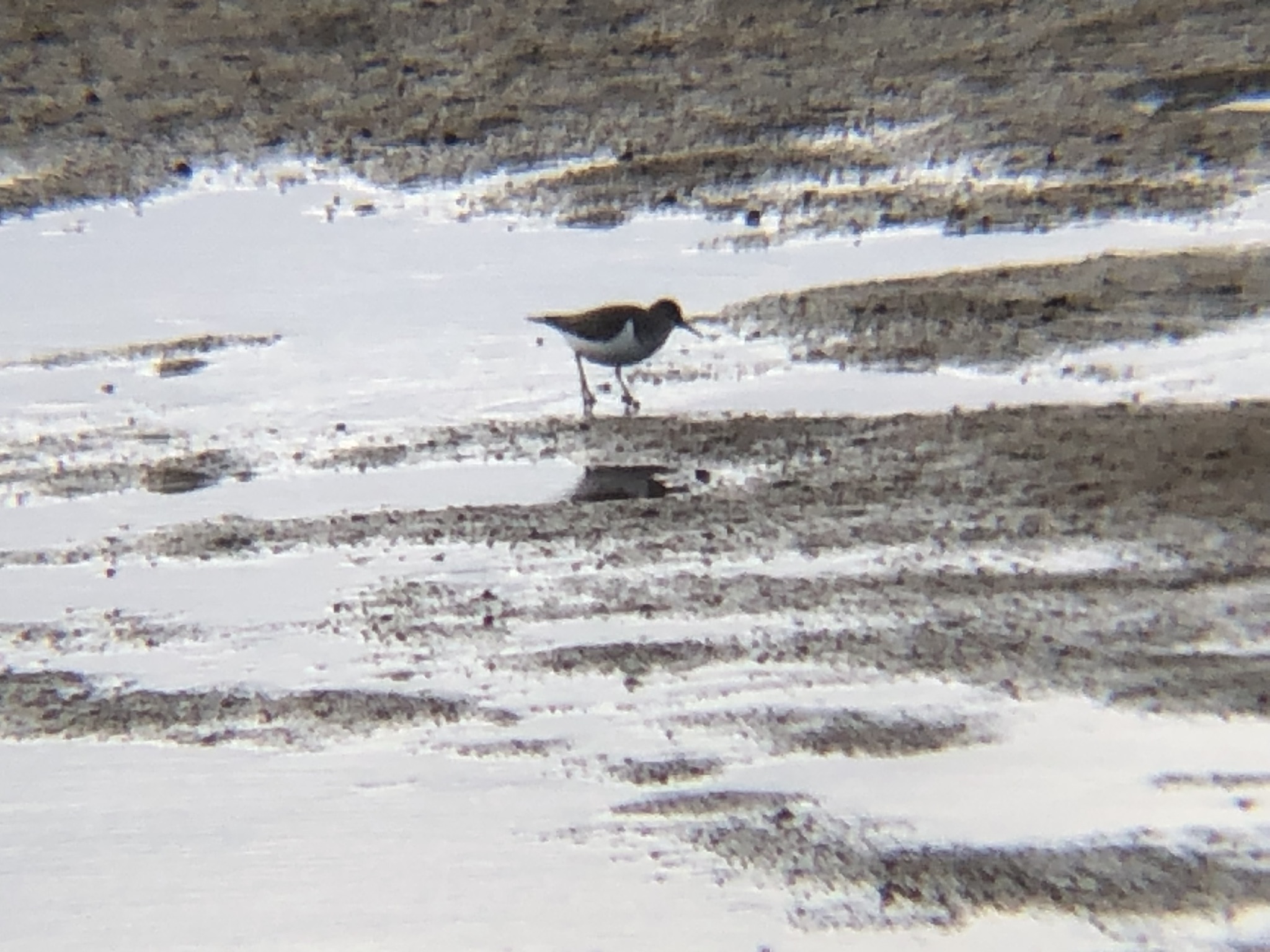 イソシギ 高松市 屋島相引川河口 12月