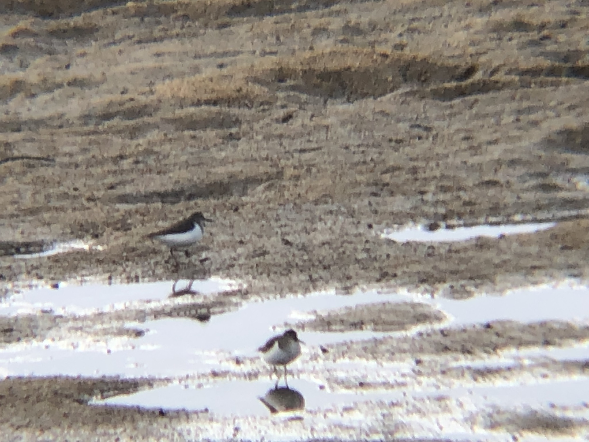 イソシギ 高松市 屋島相引川河口 12月