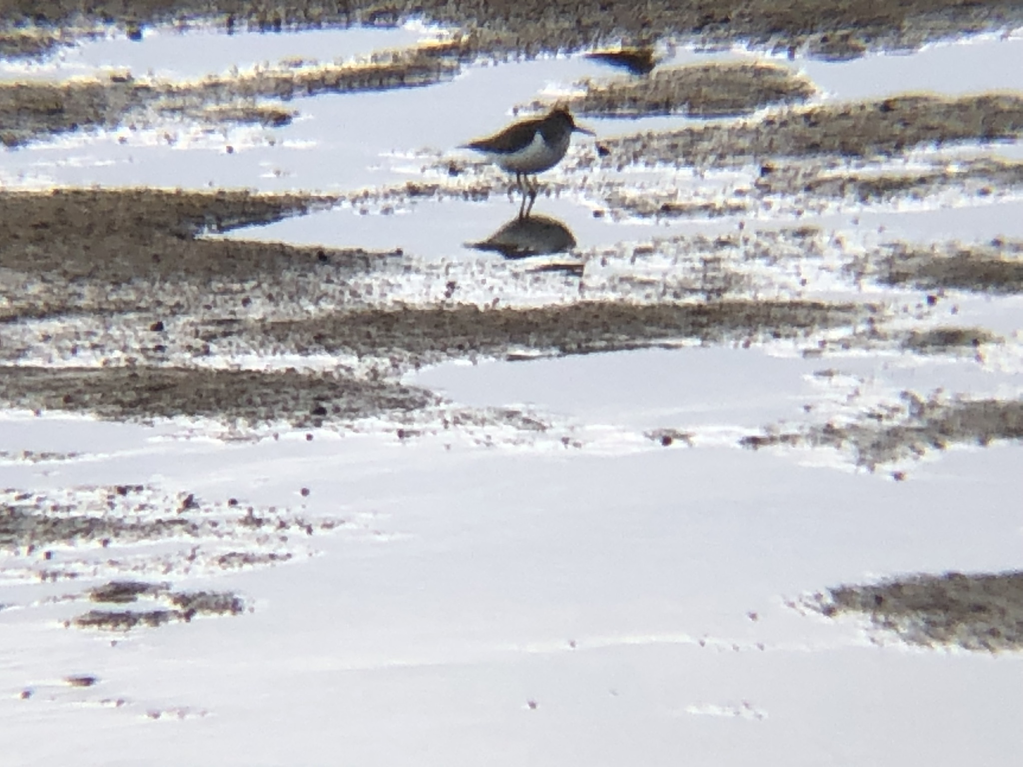イソシギ 高松市 屋島相引川河口 12月