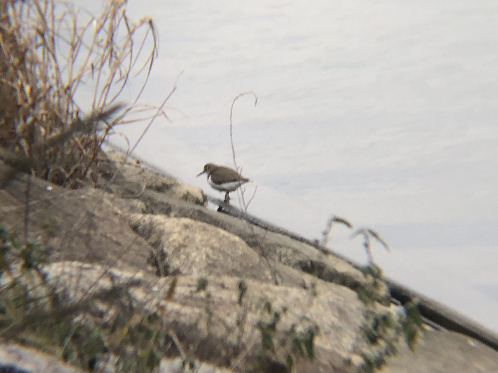 イソシギ12月高松市 春日川河川敷