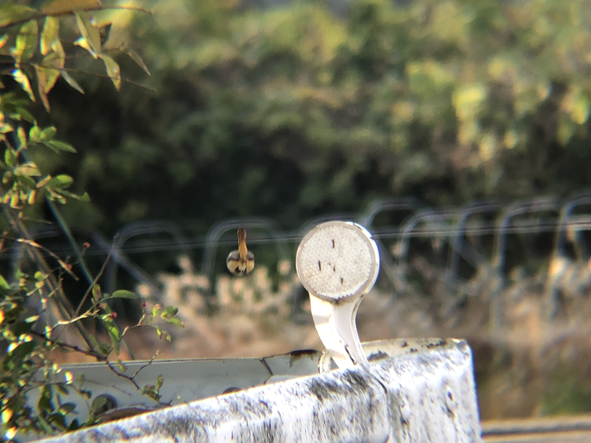 ジョウビタキ メス 高松市牟礼町12月撮影