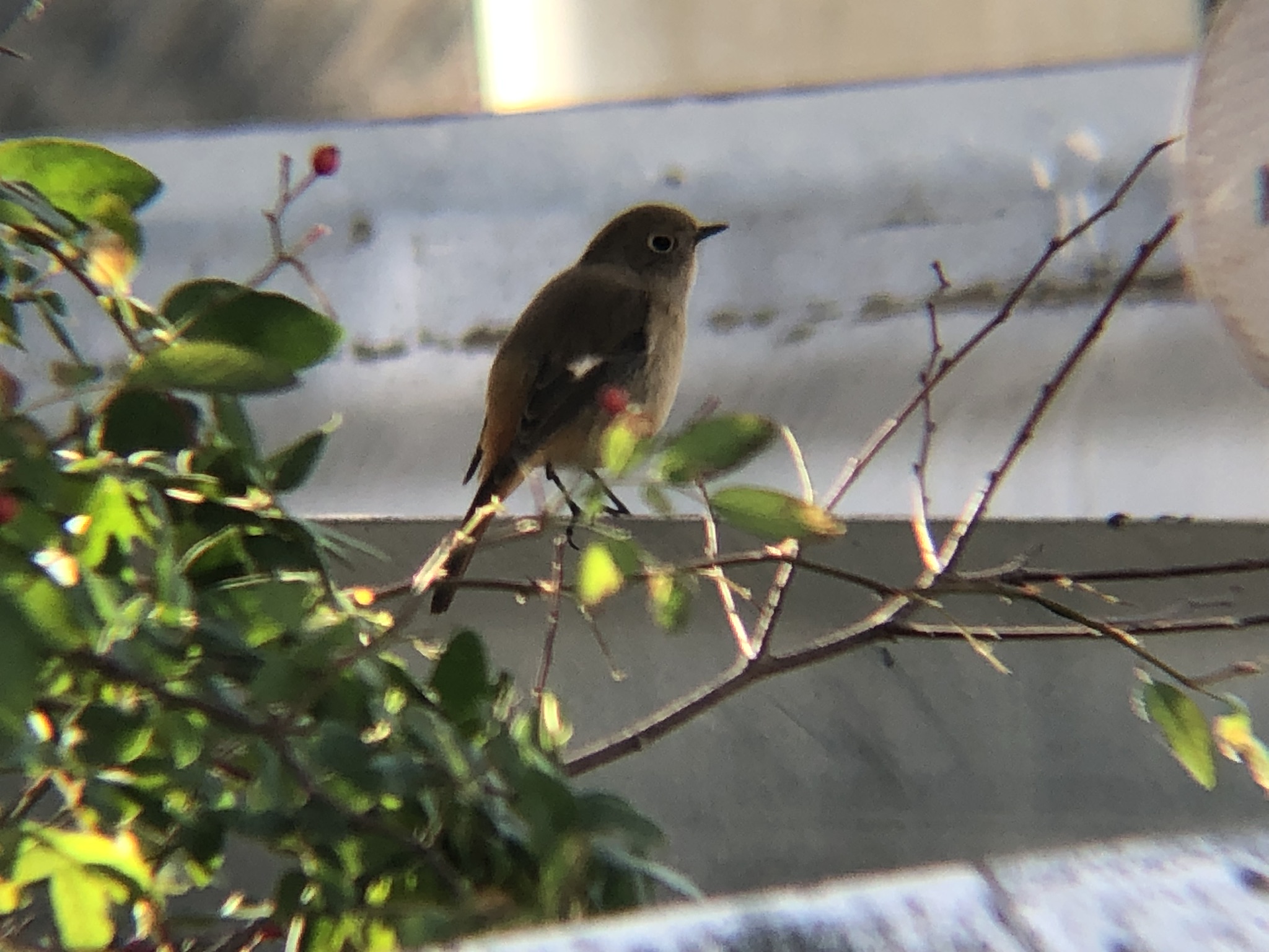 ジョウビタキ メス 高松市牟礼町12月撮影