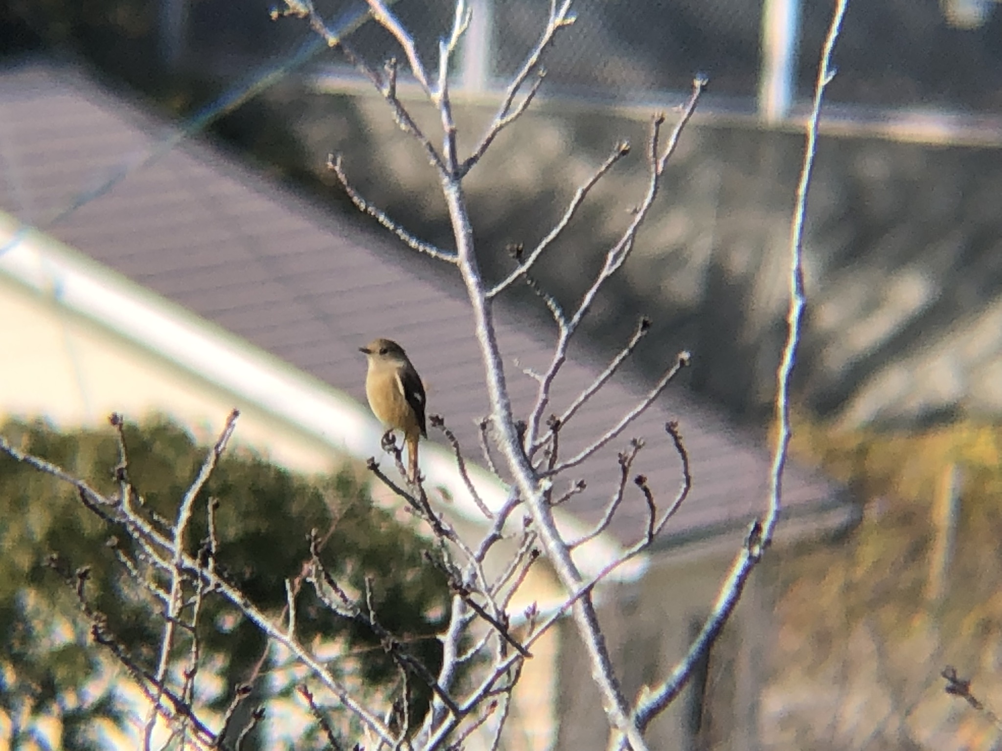 ジョウビタキメス