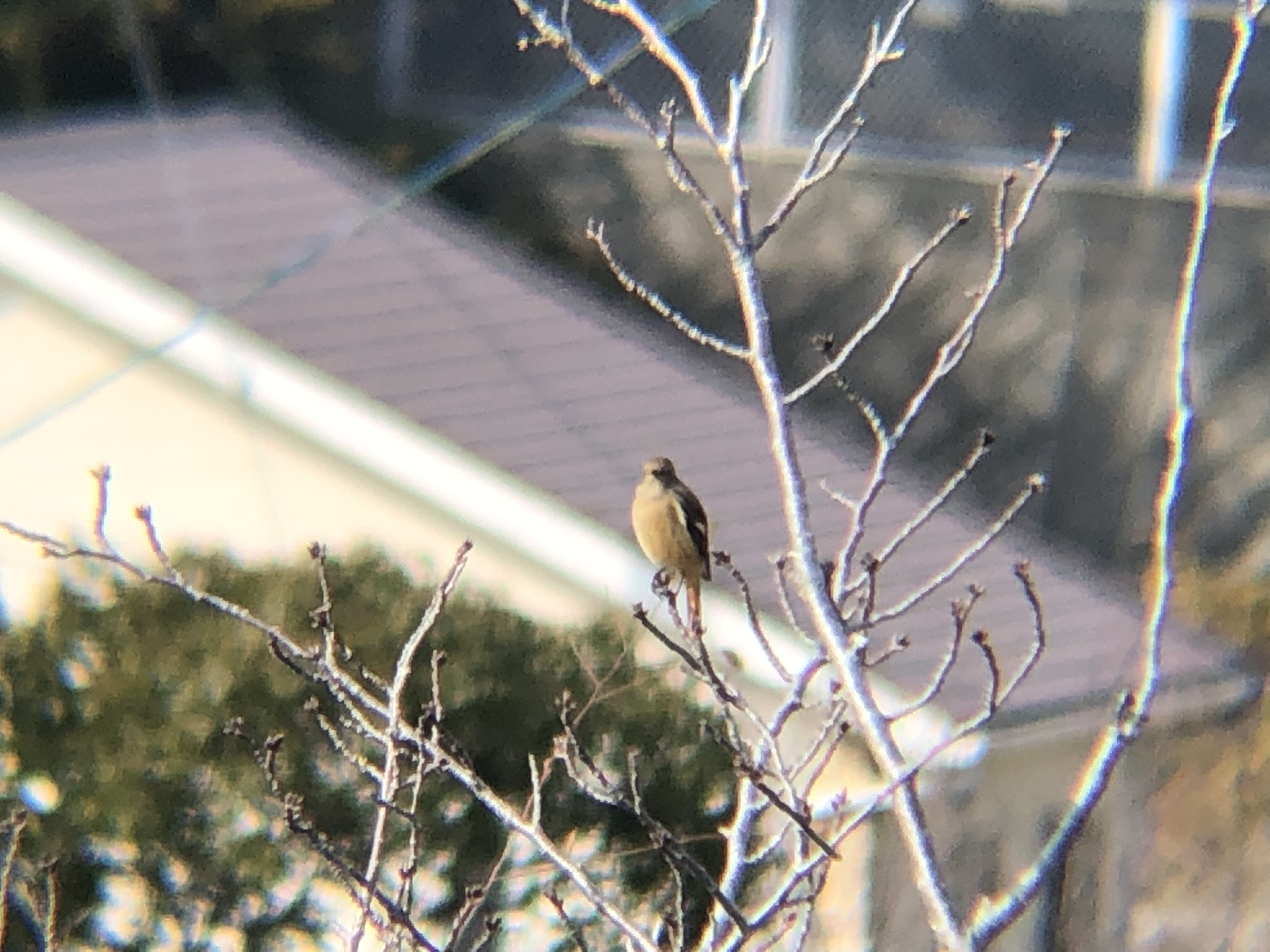 ジョウビタキメス