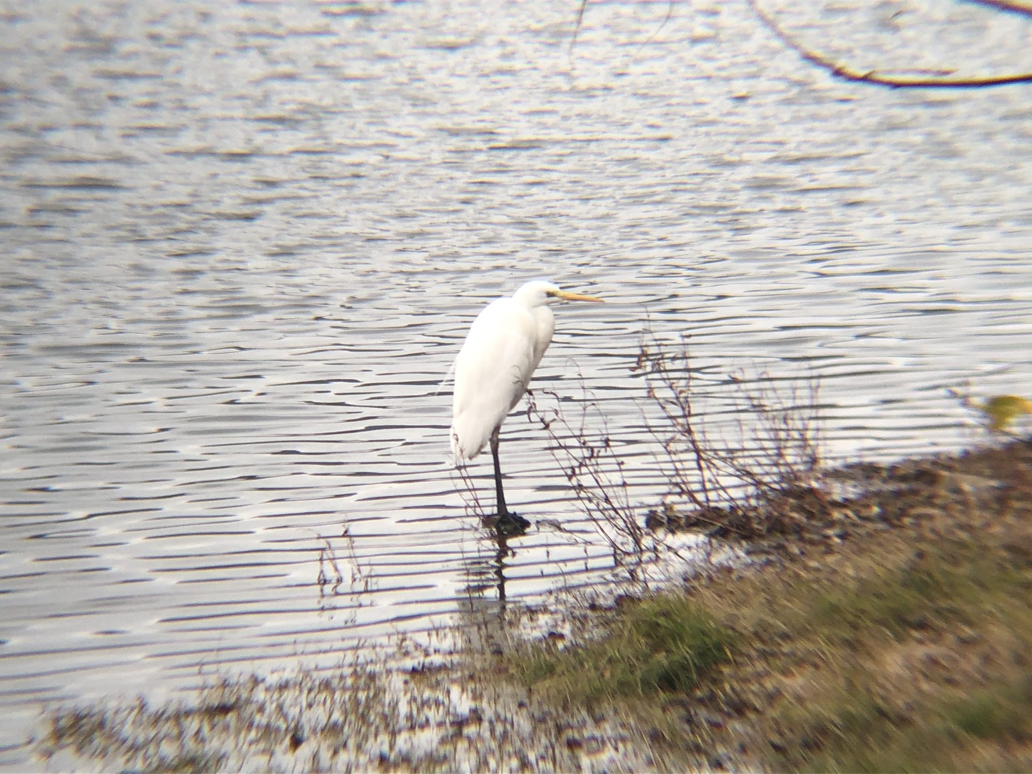 シラサギ（チュウサギ） 高松市牟礼町 ため池 12月