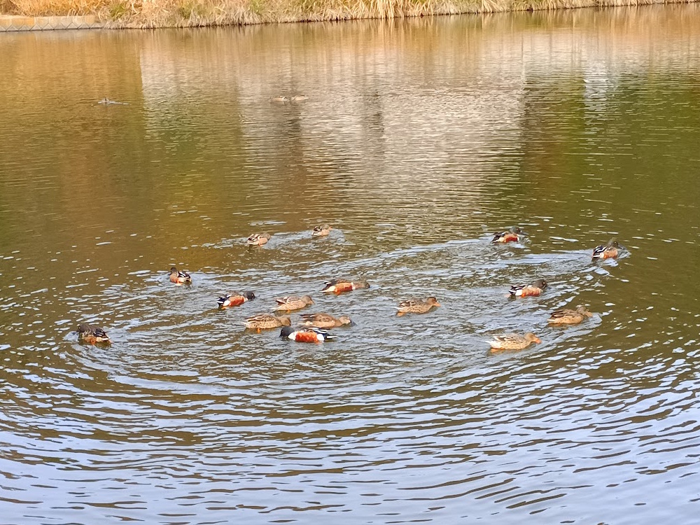 牟礼町　池のカモたち