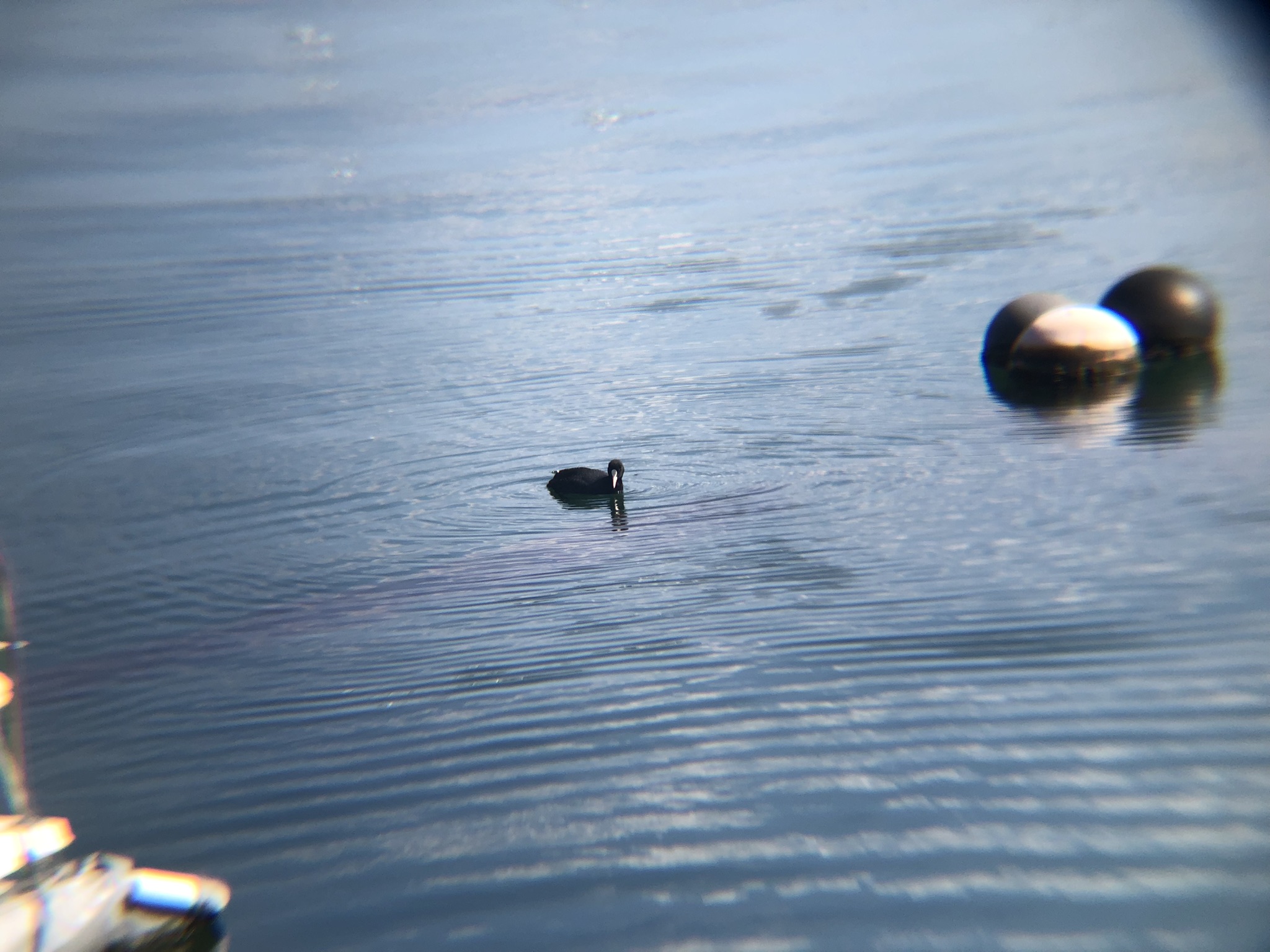 オオバン 高松市牟礼町 原 ３月