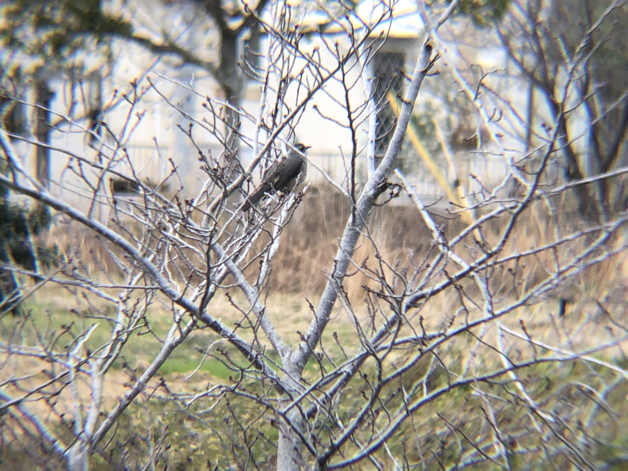 ヒヨドリ2026年3月