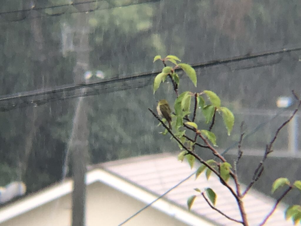 メジロ 牟礼町 ７月