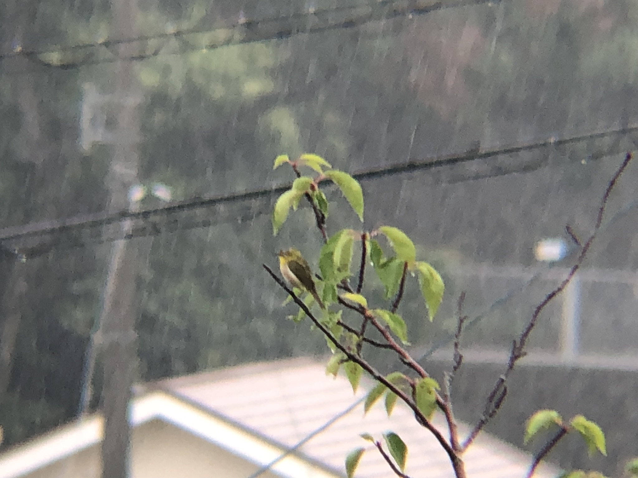 メジロ 牟礼町 ７月