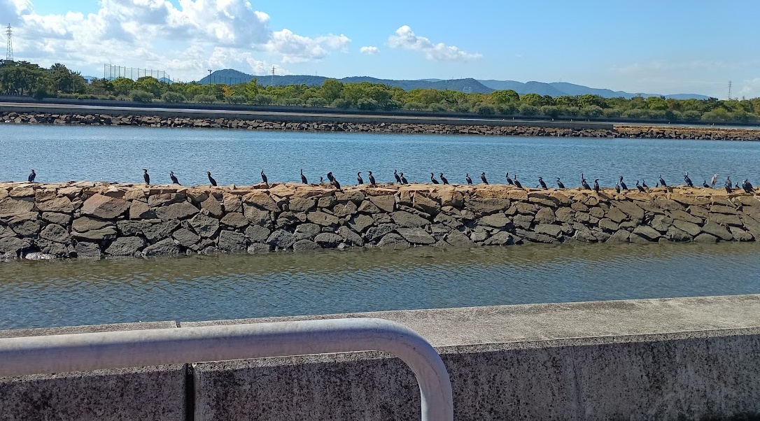 春日川・新川・相引川河口 屋島大橋付近の野鳥 10月