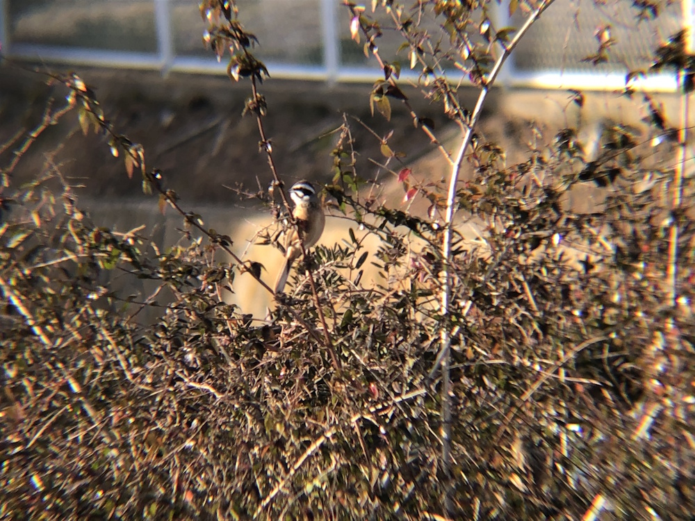 ホオジロ 牟礼町 1月
