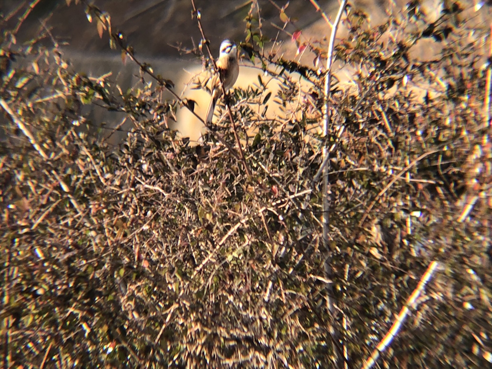 ホオジロ 牟礼町 1月