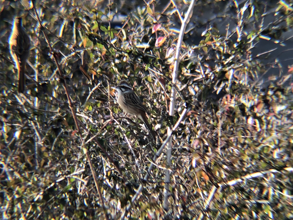 ホオジロ 牟礼町 1月