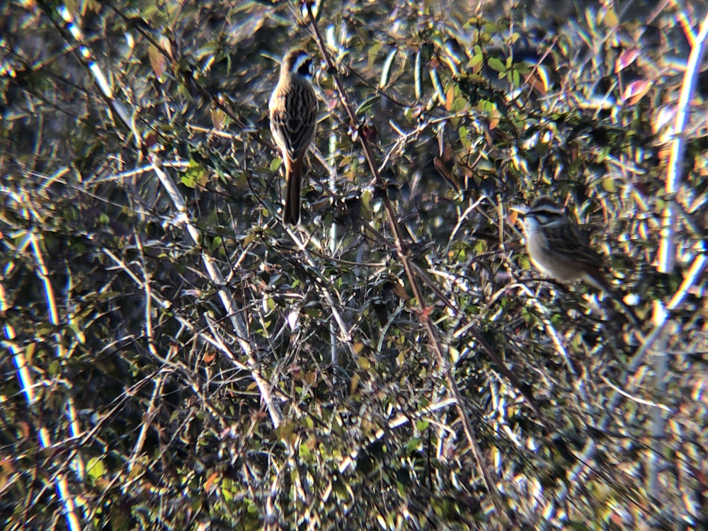 ホオジロ 牟礼町 1月