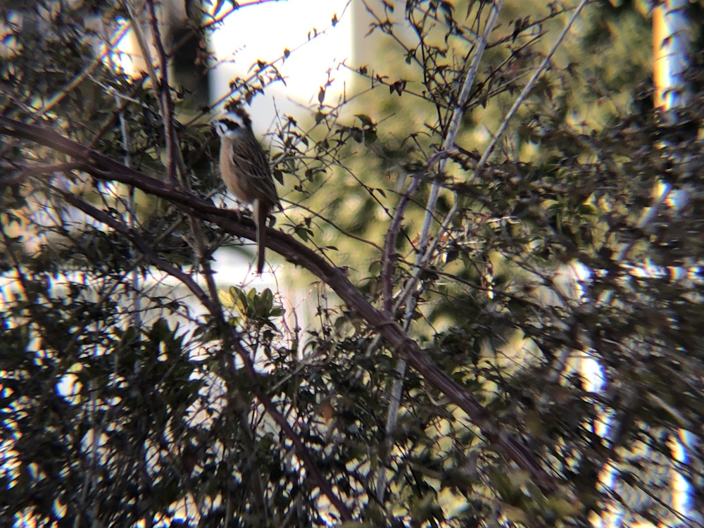 ホオジロ 牟礼町 1月