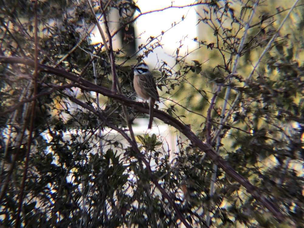 ホオジロ 牟礼町 1月